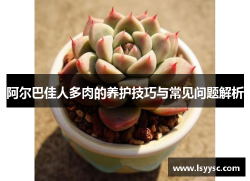 阿尔巴佳人多肉的养护技巧与常见问题解析